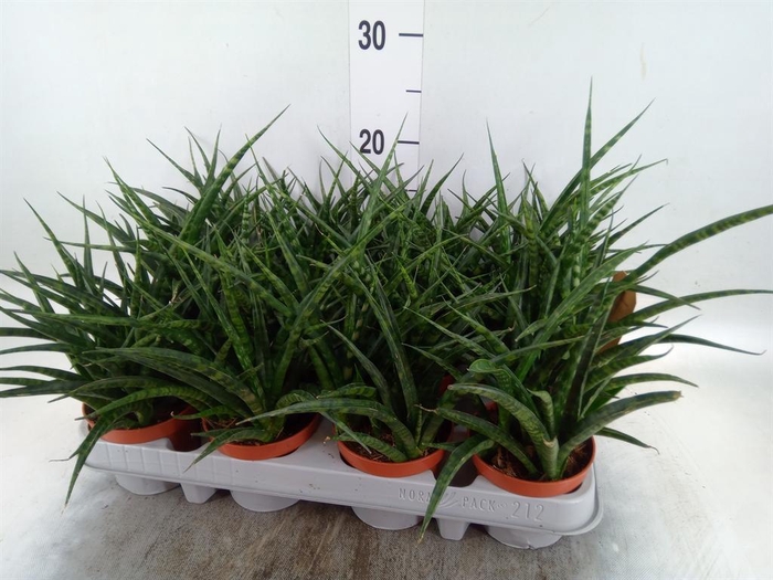<h4>Sansevieria  'Fernwood'</h4>