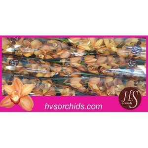 CYMB T MI BR ARANCIA 80 CM