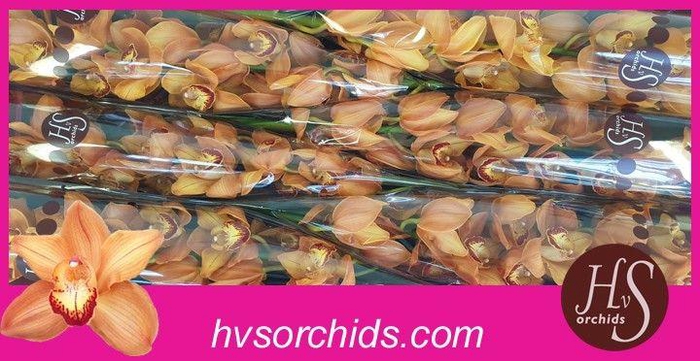 <h4>CYMB T MI BR ARANCIA 80 CM</h4>