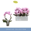 Phalaenopsis overig
