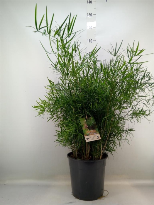 <h4>Asparagus falcatus</h4>