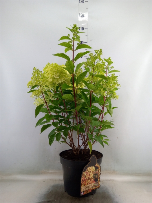 <h4>Hydrangea pan.</h4>