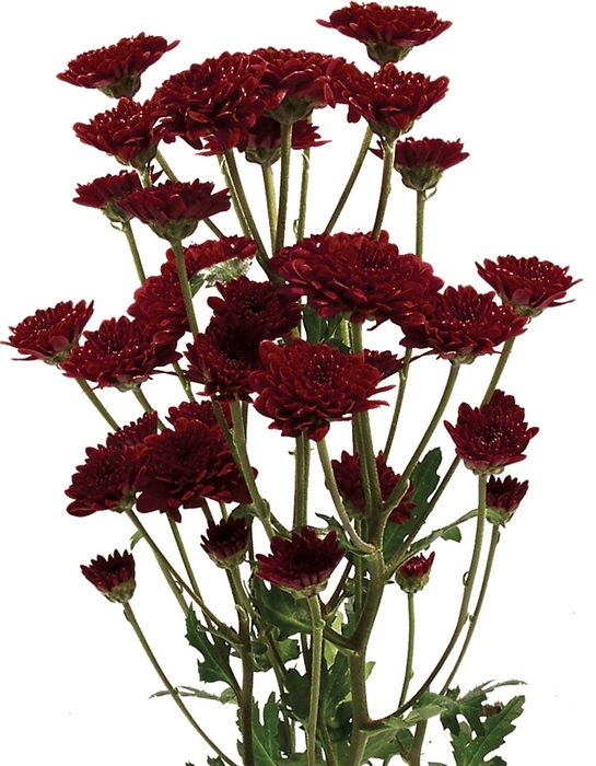 <h4>CRISANTEMO SANTINI QUINTY 080 CM</h4>