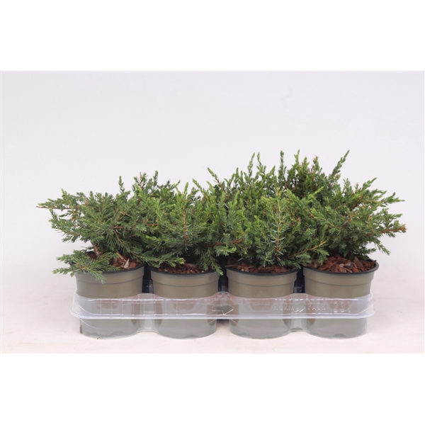 <h4>Juniperus communis 'Repanda'</h4>