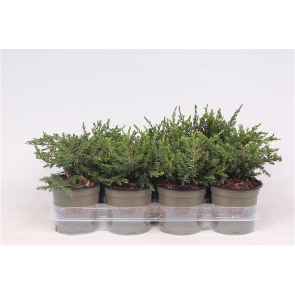 Juniperus communis 'Repanda'