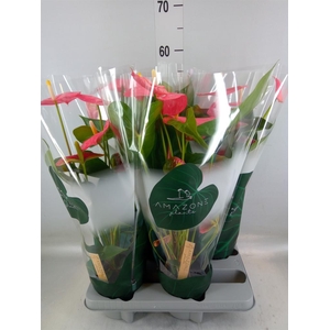 Anthurium andr. 'Colorado'