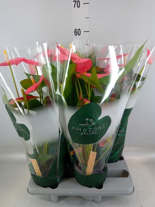 <h4>Anthurium andr. 'Colorado'</h4>