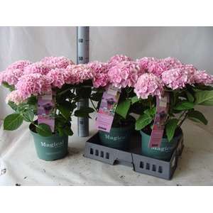 Hydrangea mac.