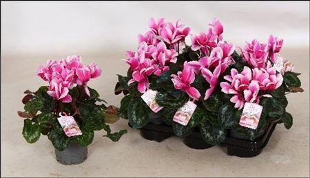 <h4>** Cycl Gr Love Moments * Spring Promo *</h4>