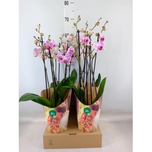 Phalaenopsis   ...rose