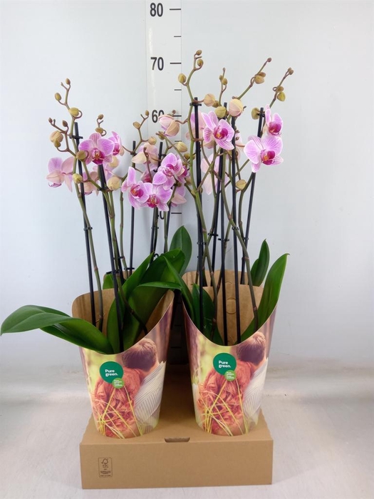 <h4>Phalaenopsis   ...rose</h4>