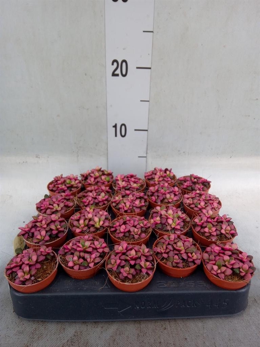 <h4>Succulents   ...</h4>