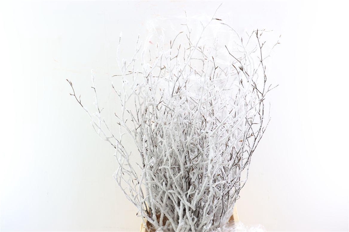 <h4>Beuk Snow 80cm</h4>