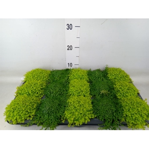 Soleirolia soleirolii   ...mix 2