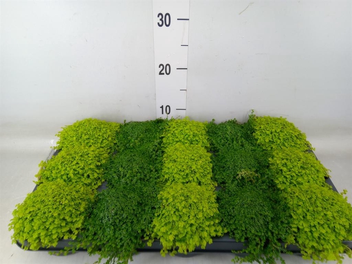 <h4>Soleirolia soleirolii   ...mix 2</h4>