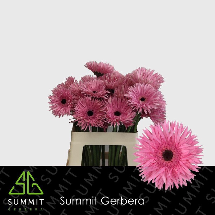 <h4>Gerbera Spider Amazing Lang Gelijk 56cm Water x40</h4>