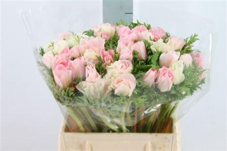 Anemone Mistral Super Shocking Pink