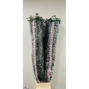 Euca Cinerea Super P Stem 200 Cm