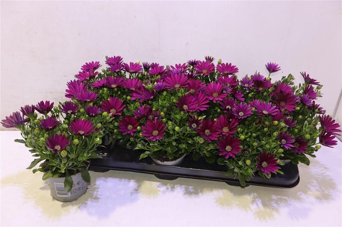 <h4>Osteo Fp Purple</h4>