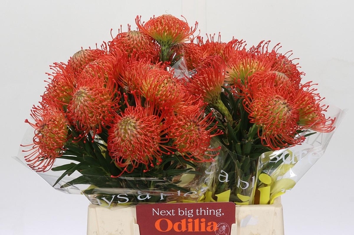 <h4>Nutans Succession</h4>