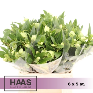 HELLEB MAGNIF BELLS 6 X 5st.
