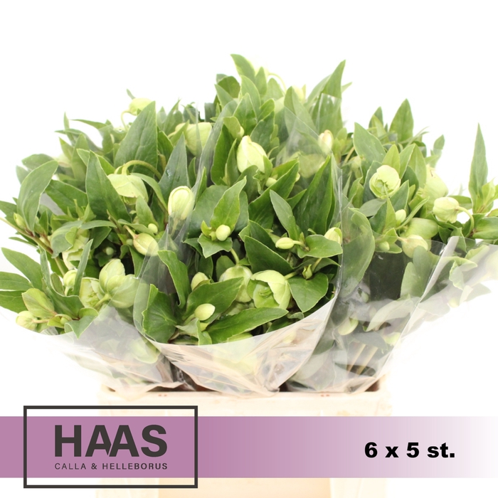 <h4>HELLEB MAGNIF BELLS 6 X 5st.</h4>