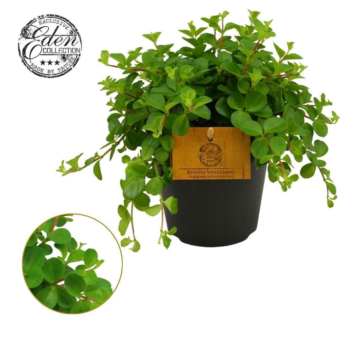 <h4>Peperomia Rotundifolia 12cm</h4>