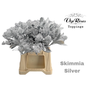 SKIMMIA SILVER