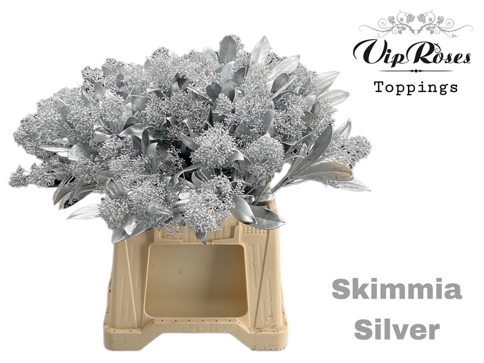 SKIMMIA SILVER