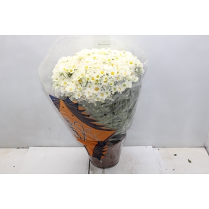 CRISANTEMO BOLA BELGA P20 BRANCO