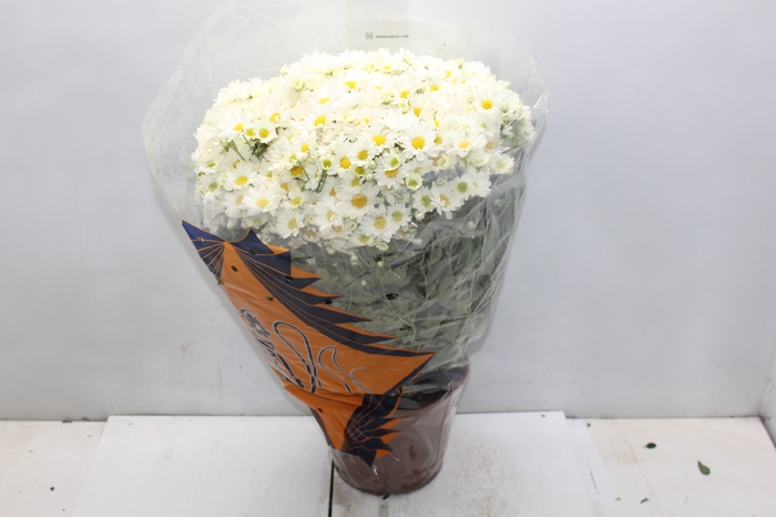 <h4>CRISANTEMO BOLA BELGA P20 BRANCO</h4>