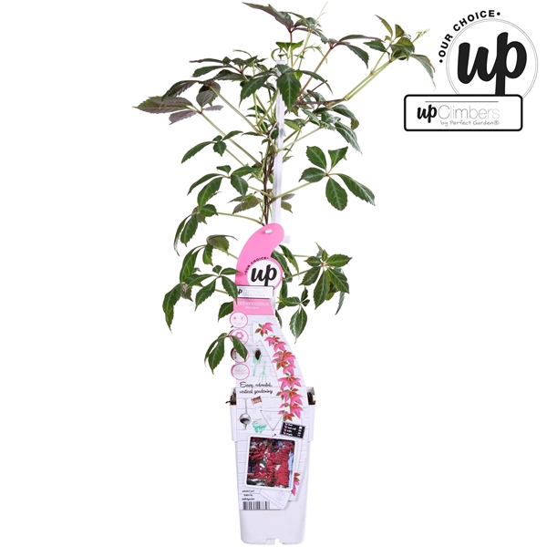 <h4>Parthenocissus henryana P15</h4>