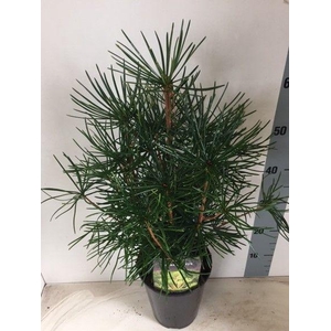 Sciadopitys verticillata