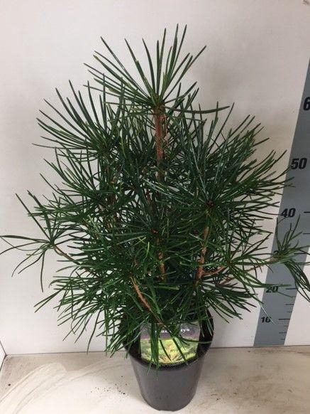 <h4>Sciadopitys verticillata</h4>