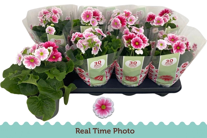 <h4>PRIM OB TM RED WHITE</h4>