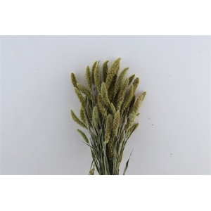 Dried Setaria Natural Bunch