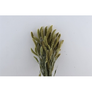 Dried Setaria Natural