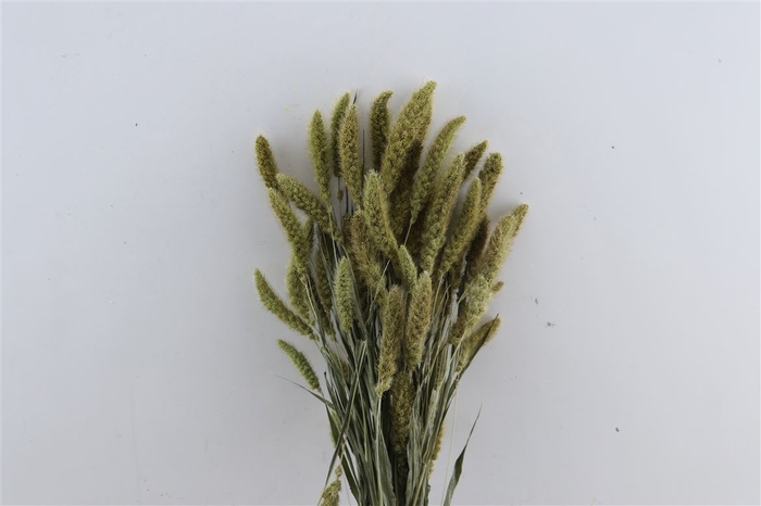 <h4>Dried Setaria Natural Bunch</h4>