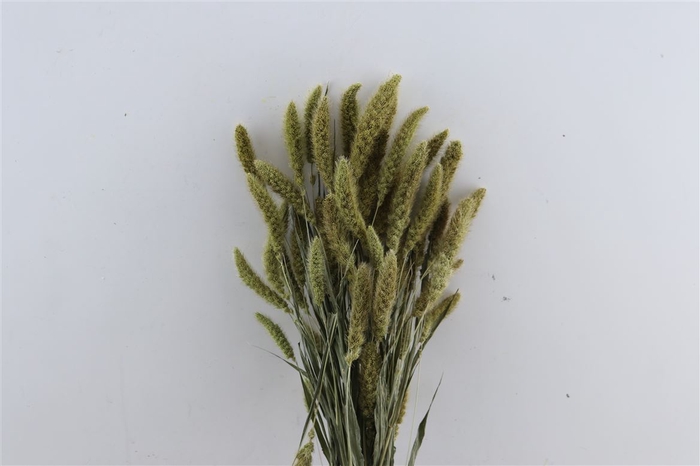 Dried Setaria Natural Bunch