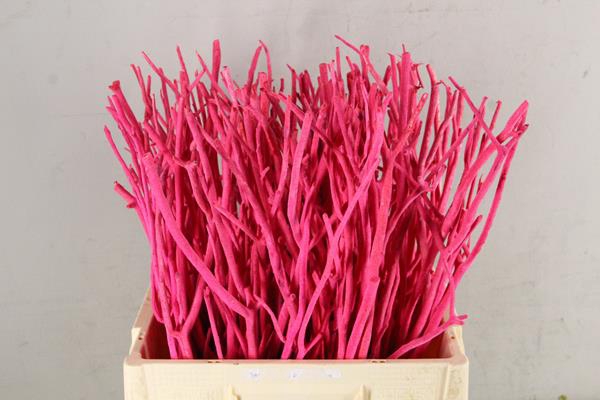 <h4>Mitsumata Flock Pink Bs(10)</h4>