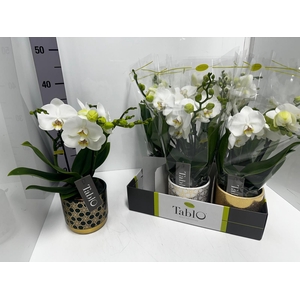 Phalaenopsis Tablo Champagne 12Ø 40cm 2st 25fl