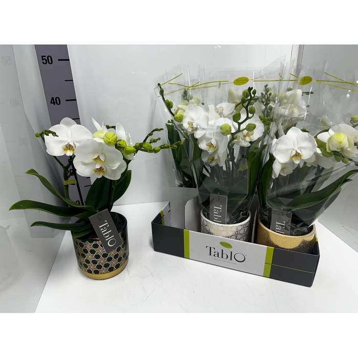 <h4>Phalaenopsis Tablo Champagne 12Ø 40cm 2st 25fl</h4>