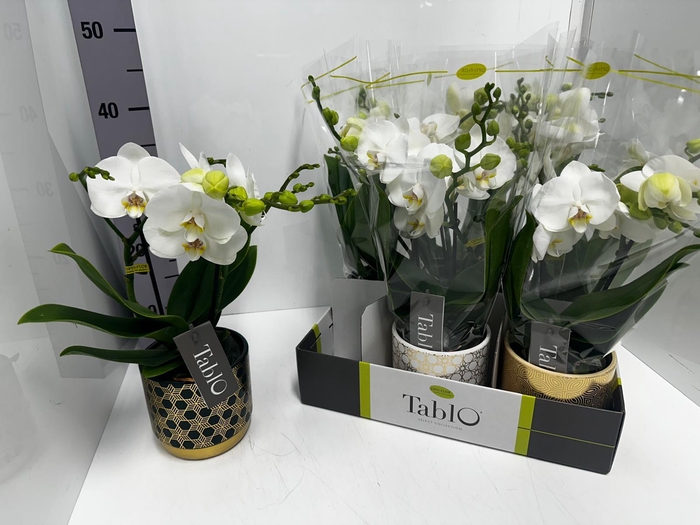 Phalaenopsis Tablo Champagne 12Ø 40cm 2st 25fl