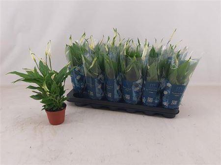 <h4>Spath Chopin 5+</h4>