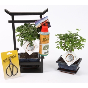 Bonsai Mixed Starterkit ø12cm in Torii with Scissor/Fertilizer
