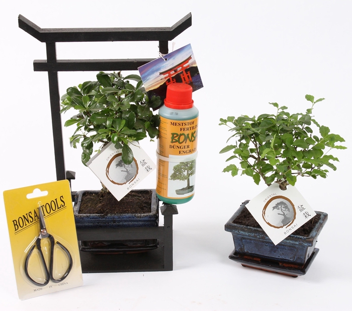 <h4>Bonsai Mixed Starterkit ø12cm in Torii with Scissor/Fertilizer</h4>