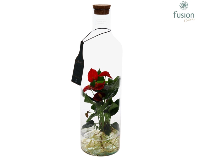 <h4>Green Bottle Fles Large met Anthurium 24uur levering</h4>