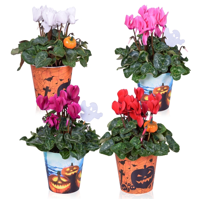 <h4>Cyclamen in Smartcup Halloween met Steker</h4>