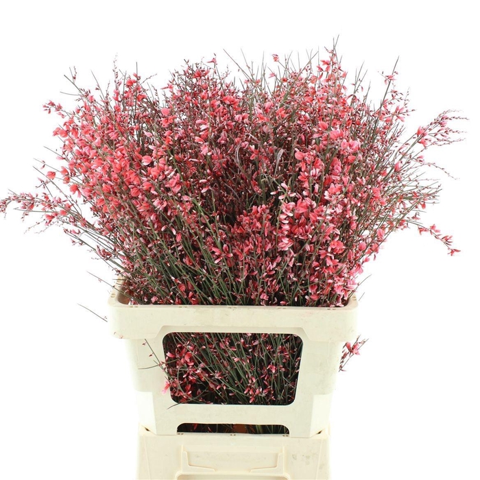 <h4>GENISTA KLB BS H%</h4>