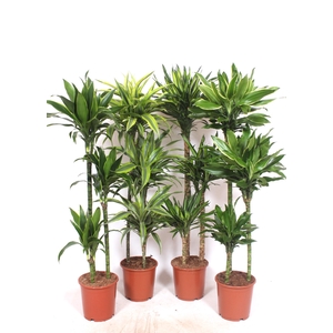 Dracaena fragrans Mixkar 90-60-30